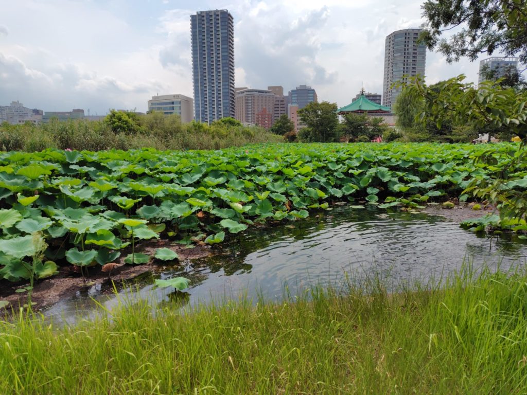 上野恩賜公園の不忍の池一面に広がる蓮の葉