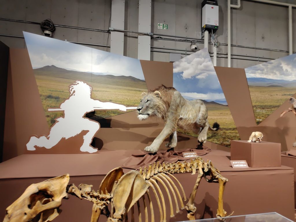 国立科学博物館の企画展の展示。氷河期時代の獣を復元したものや骨。