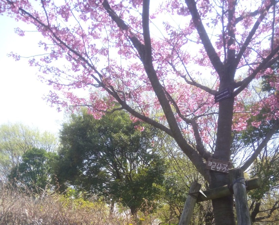 桜咲く舎人公園