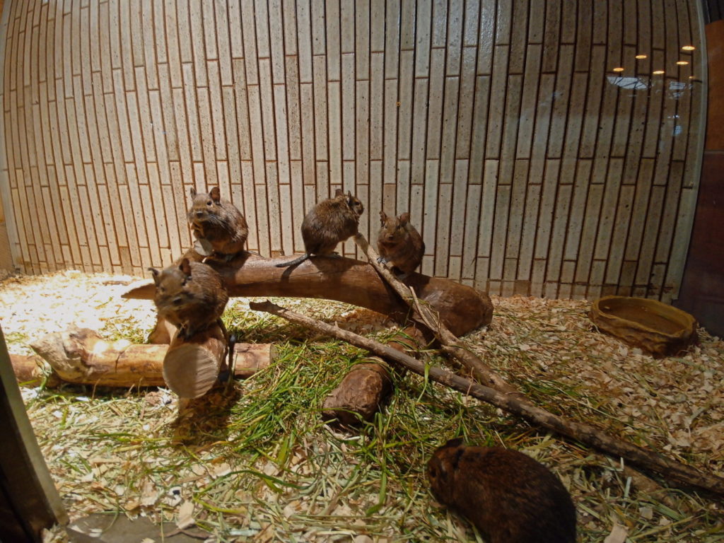 上野動物園にある小獣館の中に展示されているねずみの一種