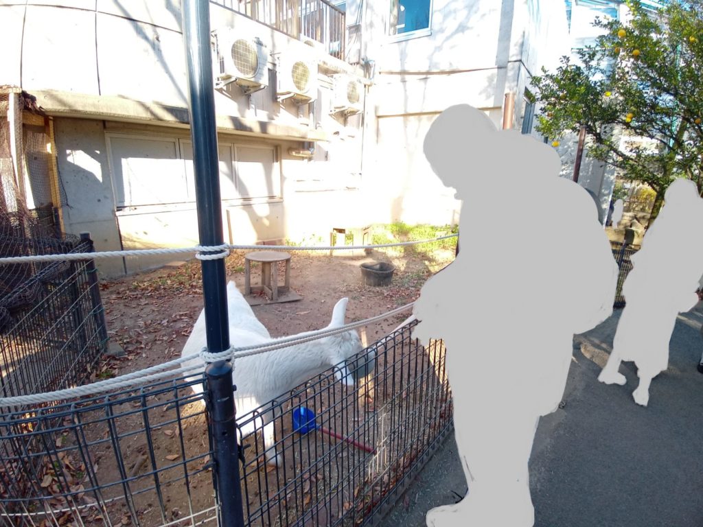 足立生物園でヤギにエサをあげている様子